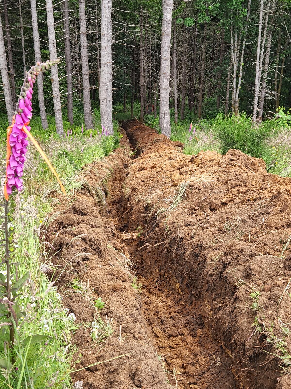 Trench running up through the Doug fir plantation, with foxglove in bloom